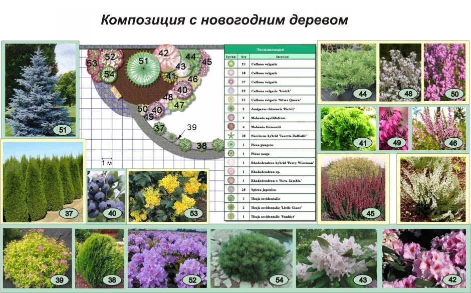Схемы миксбордеров из кустарников и многолетников