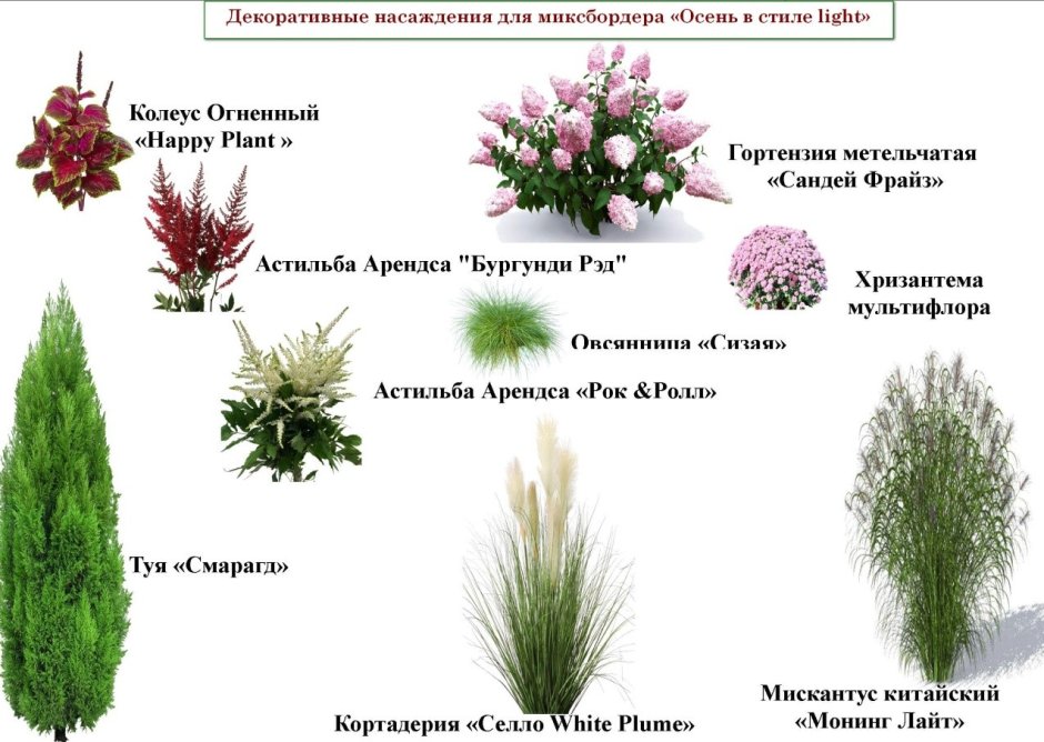 Миксбордер из хвойных и многолетников схемы