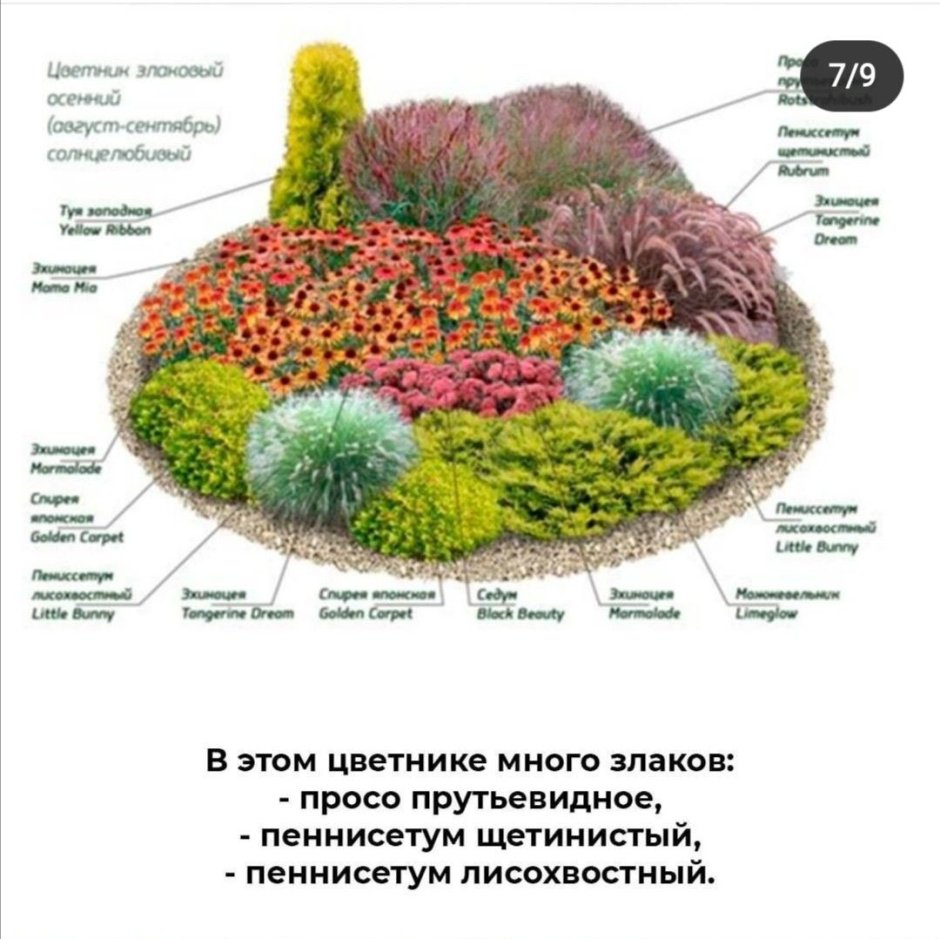 Миксбордер непрерывного цветения многолетников