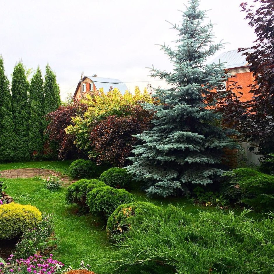 Миксбордер с елью обыкновенной