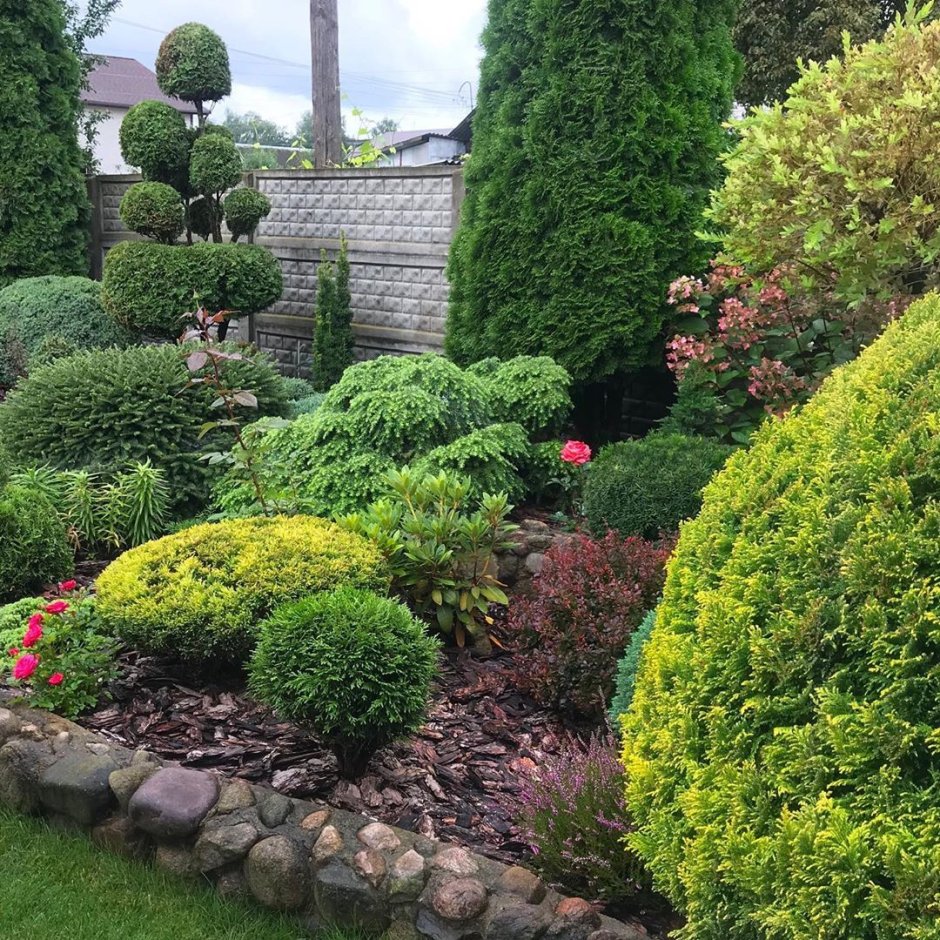 Катальпа в миксбордере