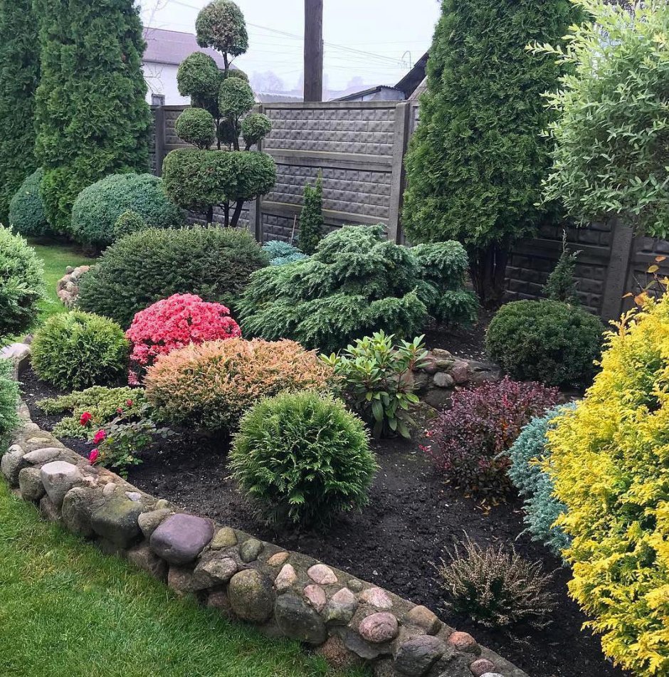 Туя Даника в миксбордере