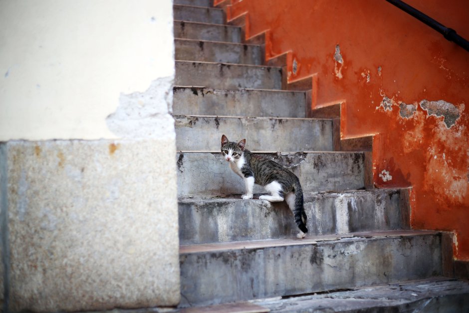 Лестница для кота