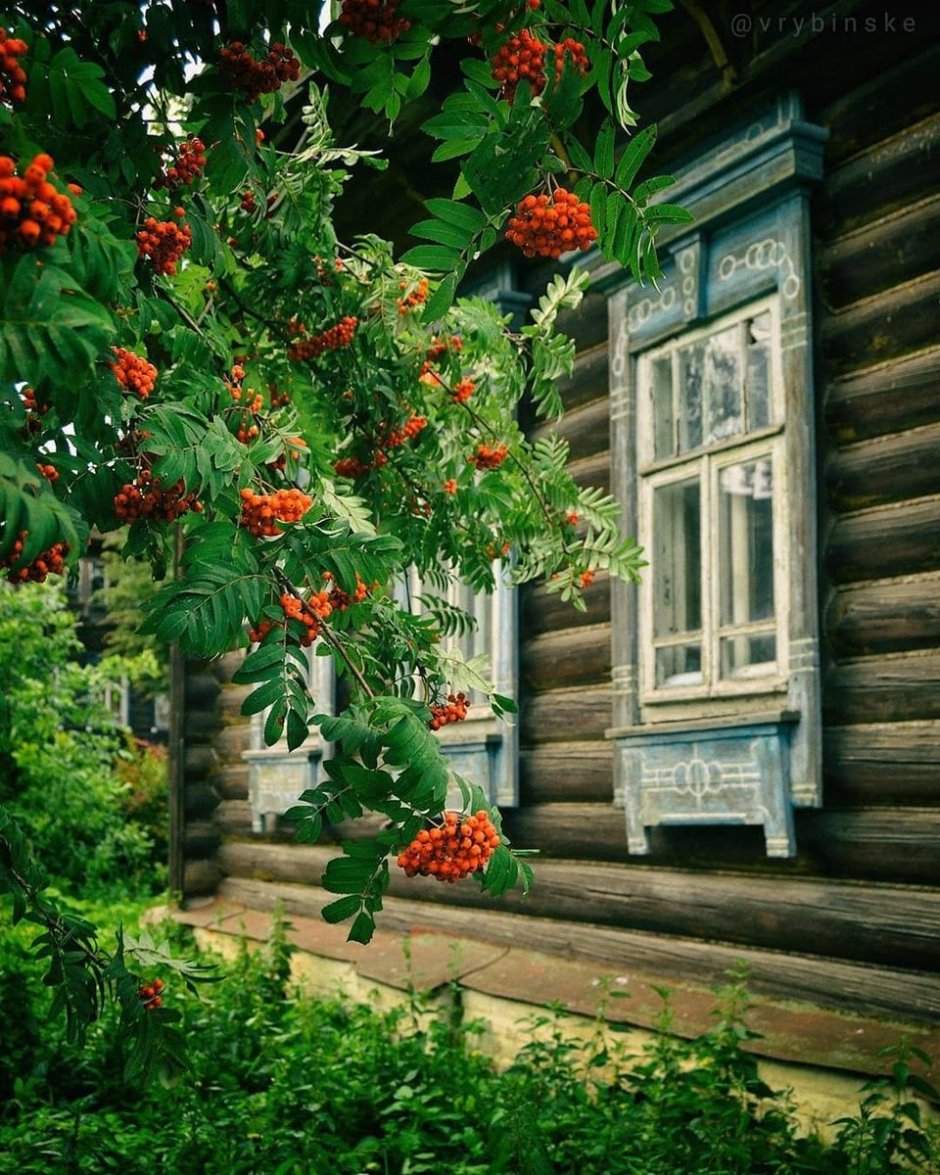 Деревенский дом с рябиной
