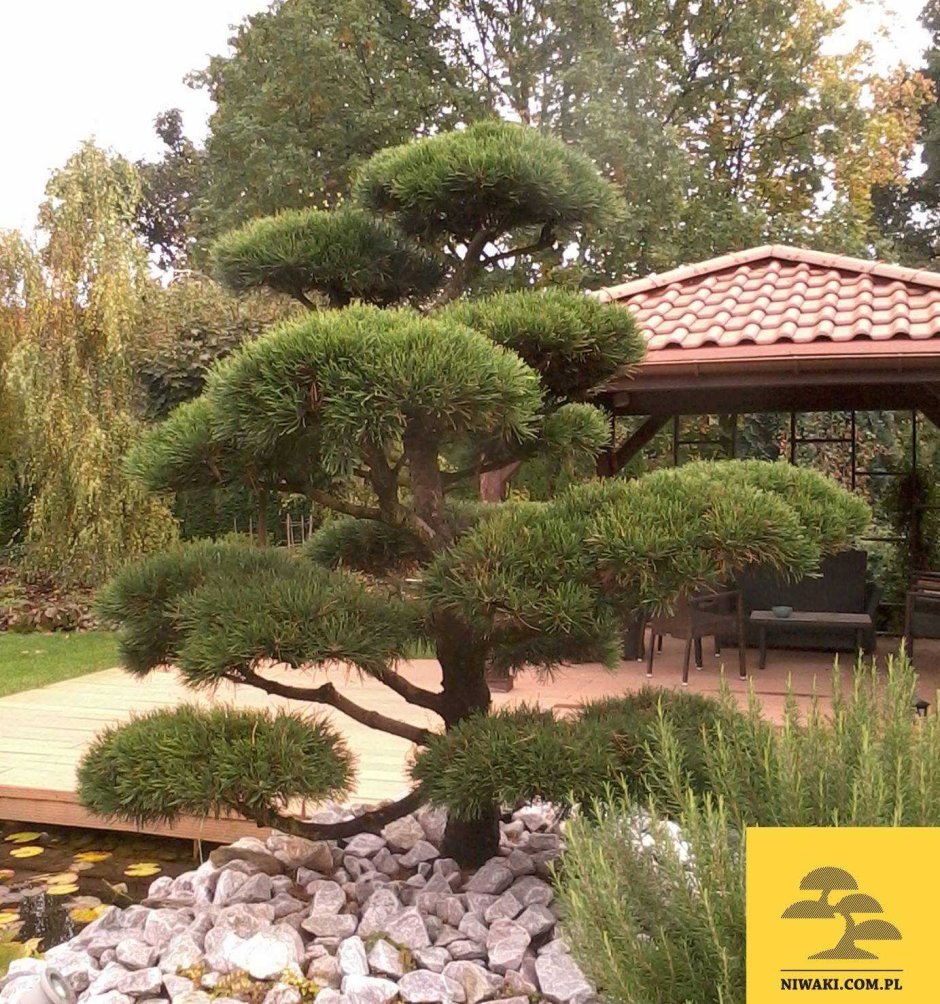 Лиственница ниваки