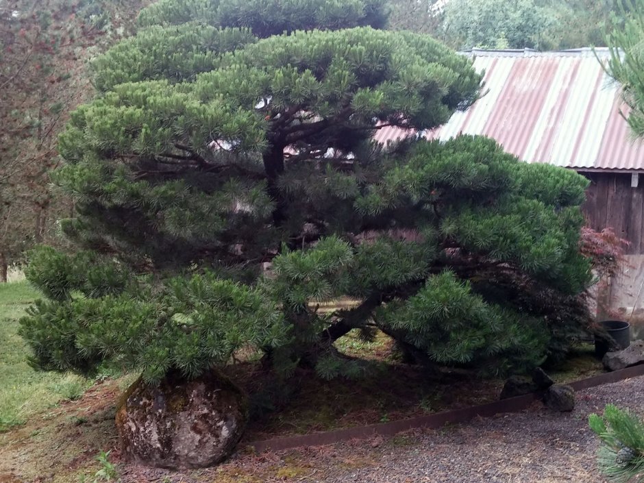 Сосна Горная Мугус ниваки