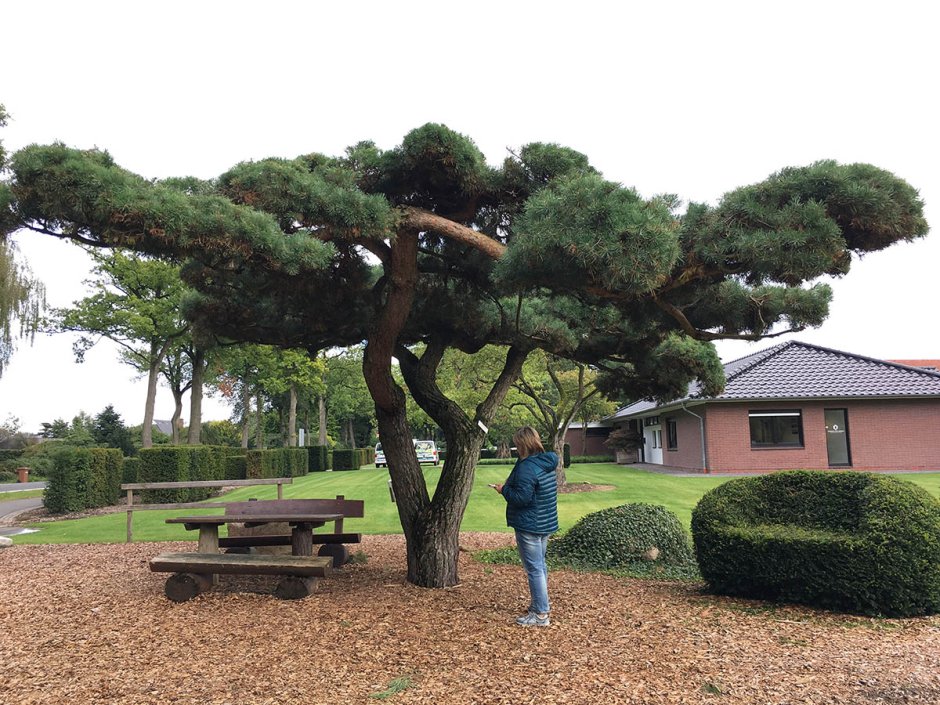 Криптомерия ниваки