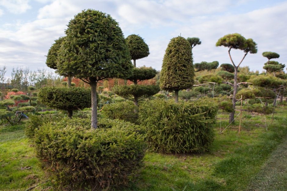 Можжевельник Мейери ниваки