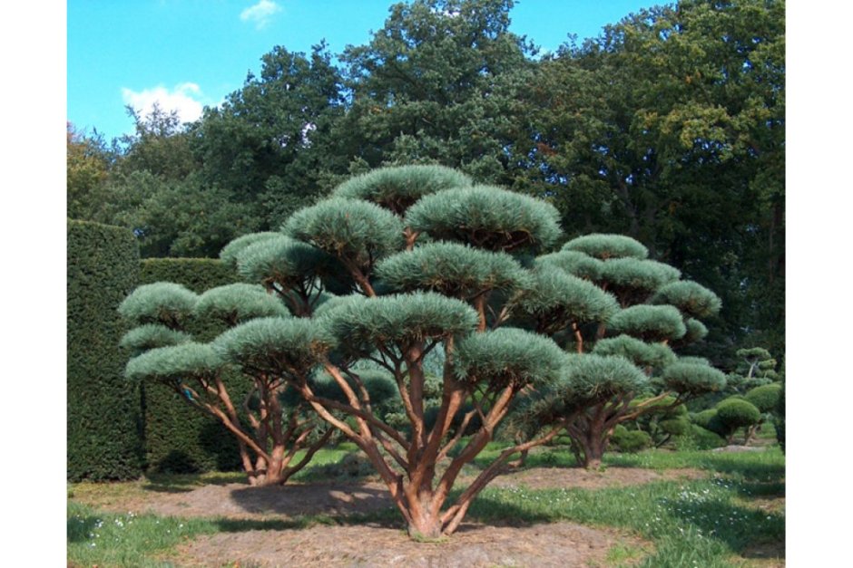 Сосна Ватерери ниваки