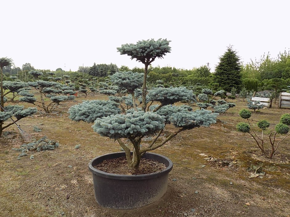 Ель Глаука ниваки