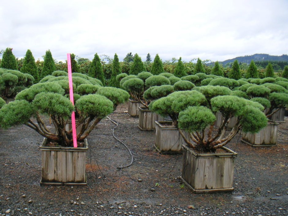 Сосна Нана ниваки