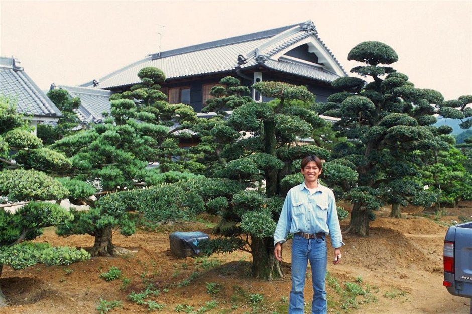 Стрижка сосны ниваки