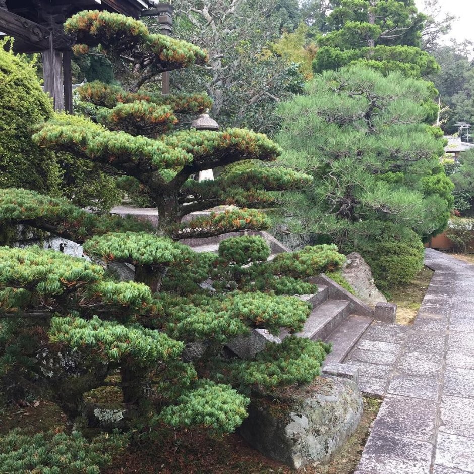 Ниваки Котобуки