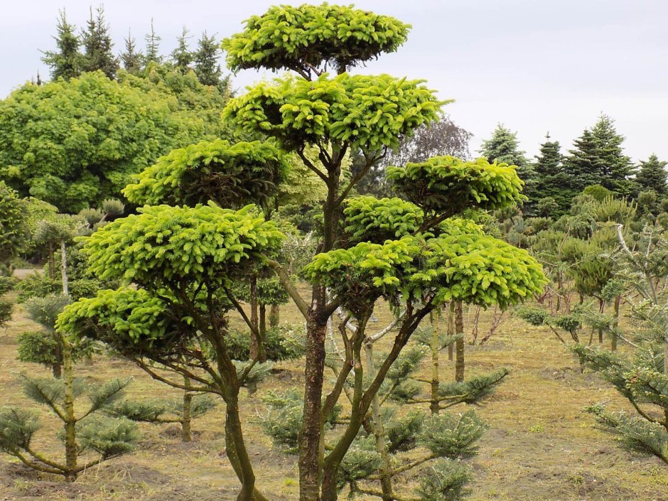 Ниваки монкабури