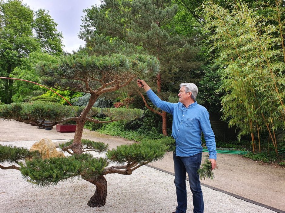 Сосна Горная ниваки