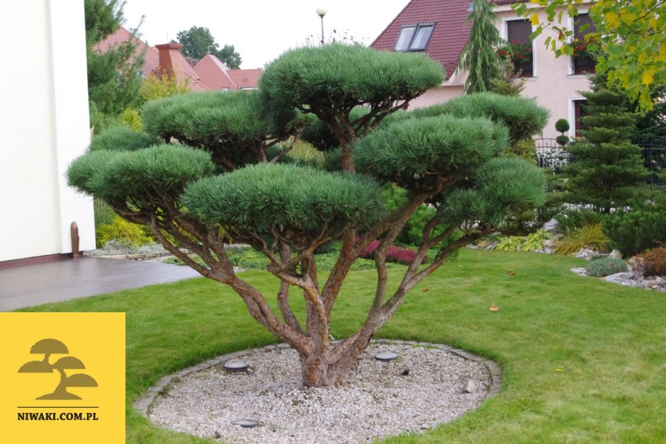 Сосна Горная Ватерери