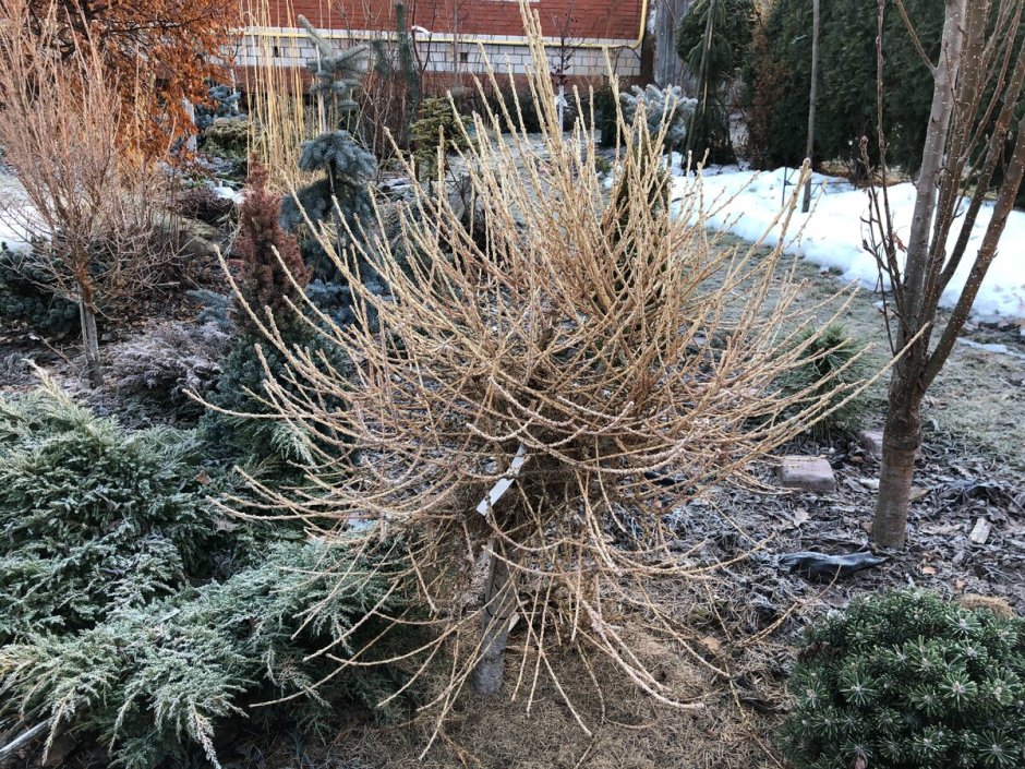 Багира ниваки из лиственницы