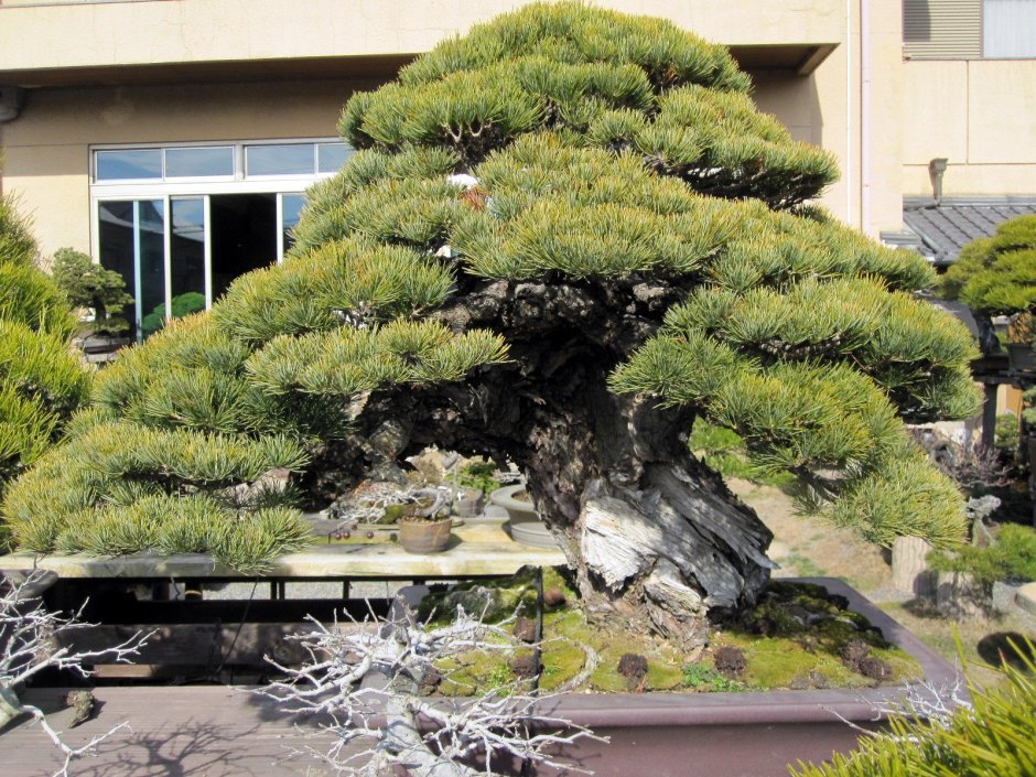 Сосна Горная бонсай ниваки