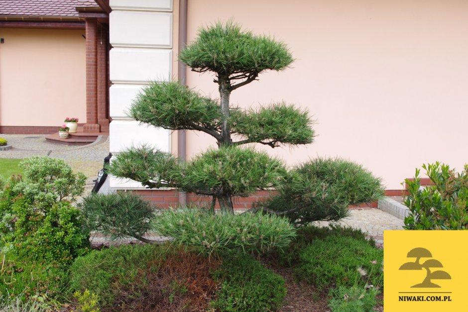 Сосна Горная ниваки