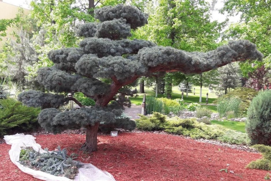 Сосна обыкновенная ниваки