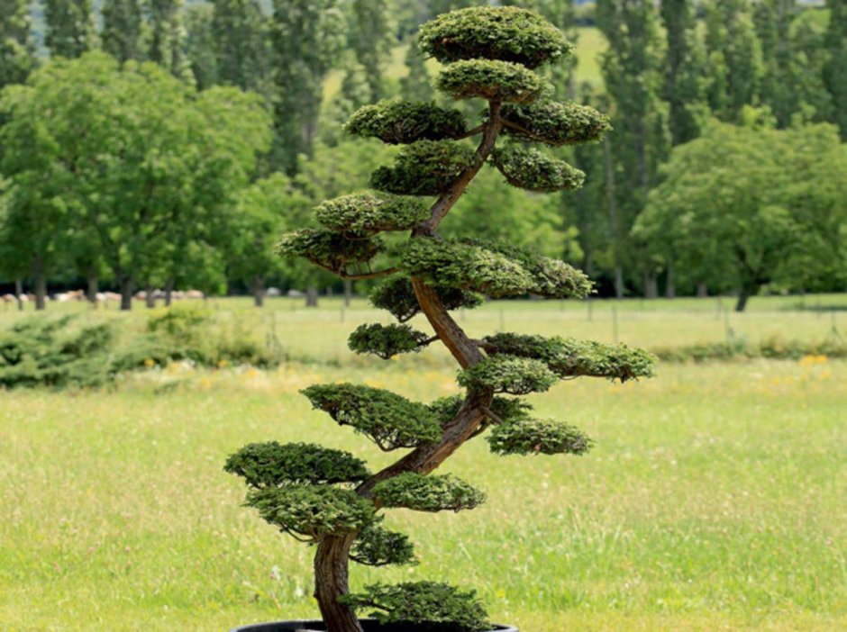 Лиственница ниваки