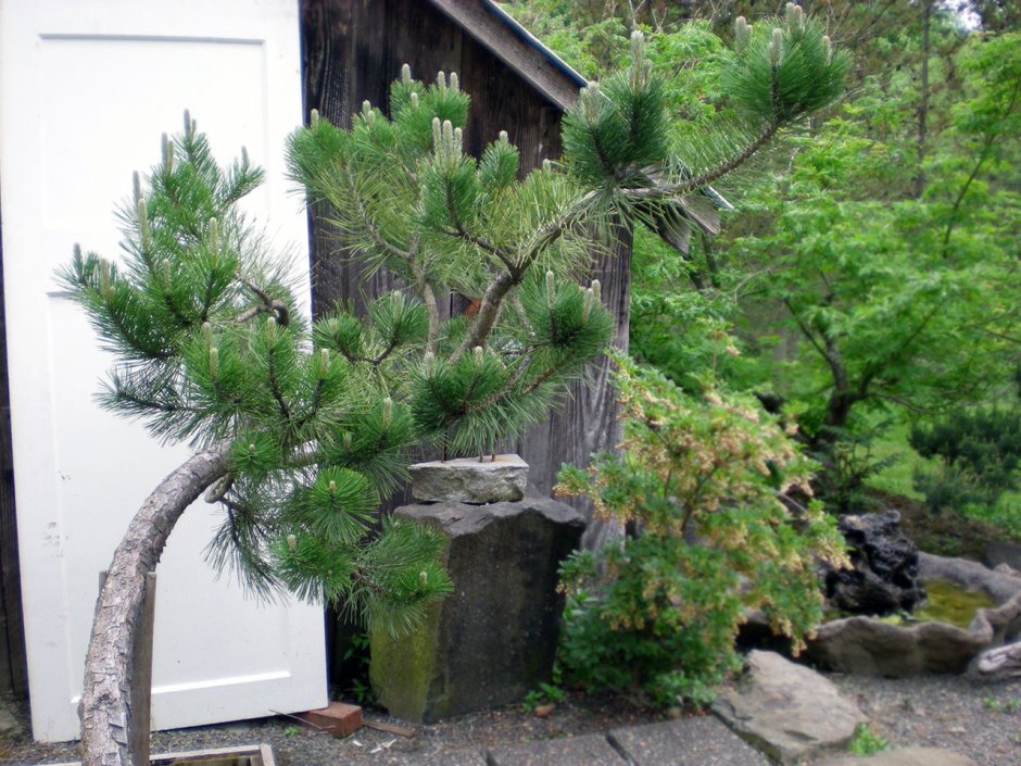 Сосна Горная ниваки