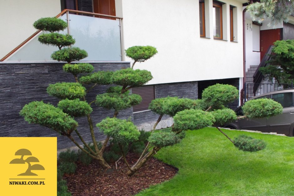 Туя бонсай ниваки