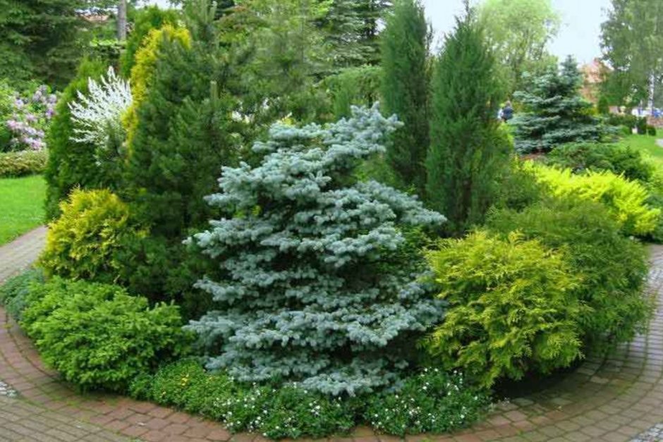 Туя и пихта