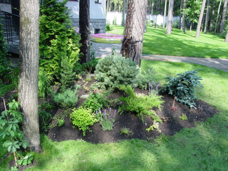 Клумба вокруг сосны