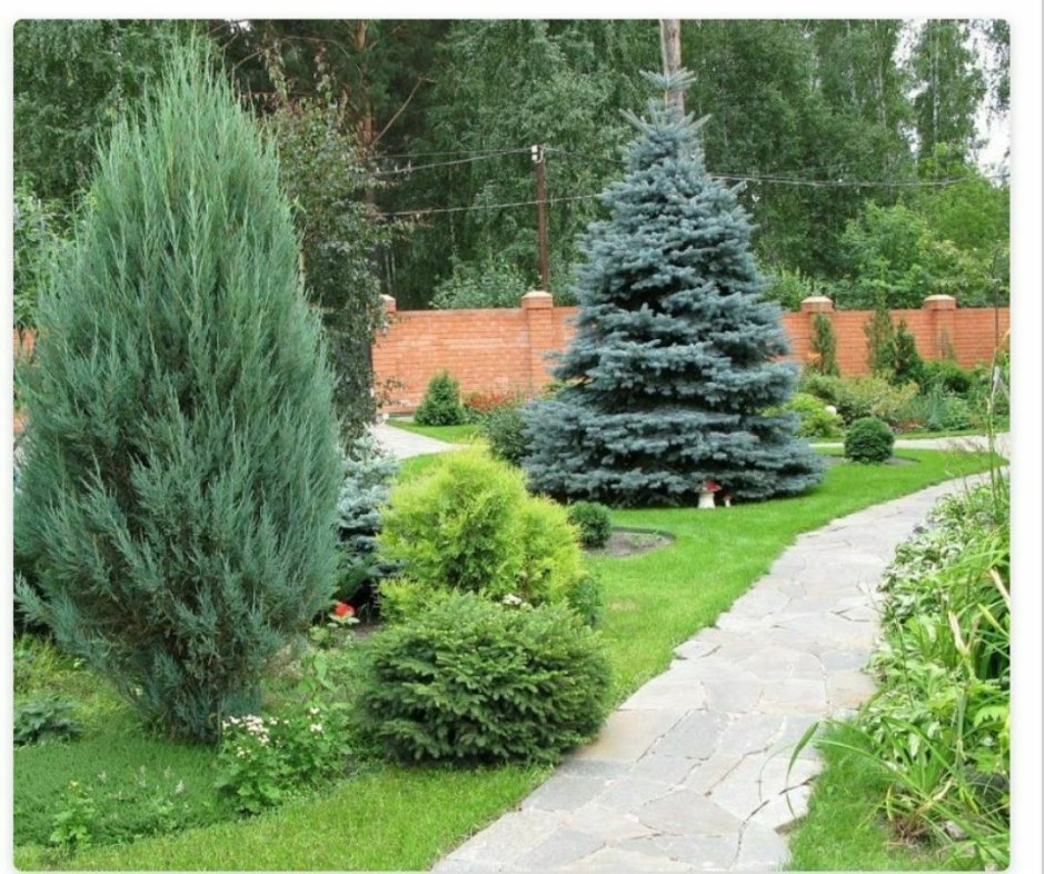 Елка туя пихта можжевельник