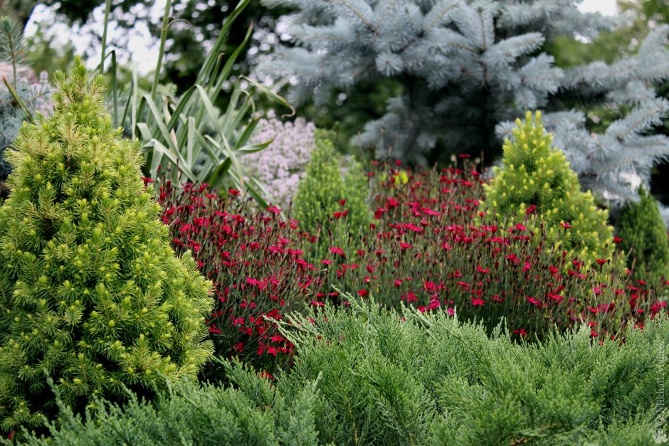 Хвойники сосна можжевельник