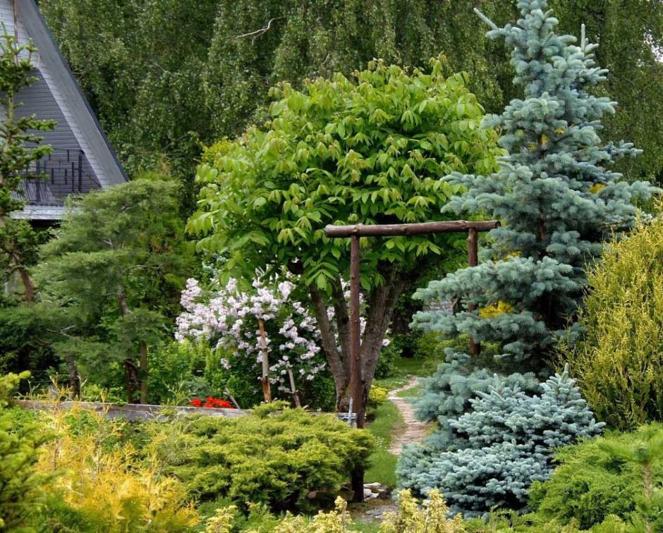 Ель Хупси на штамбе