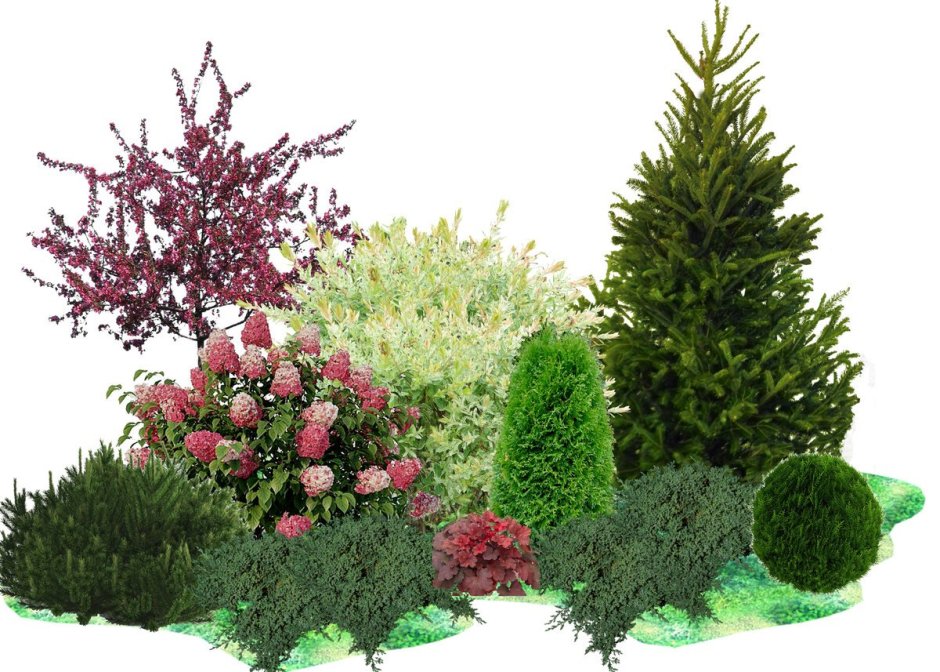 Туя Смарагд,можжевельник казацкий,Горная сосна-клумба