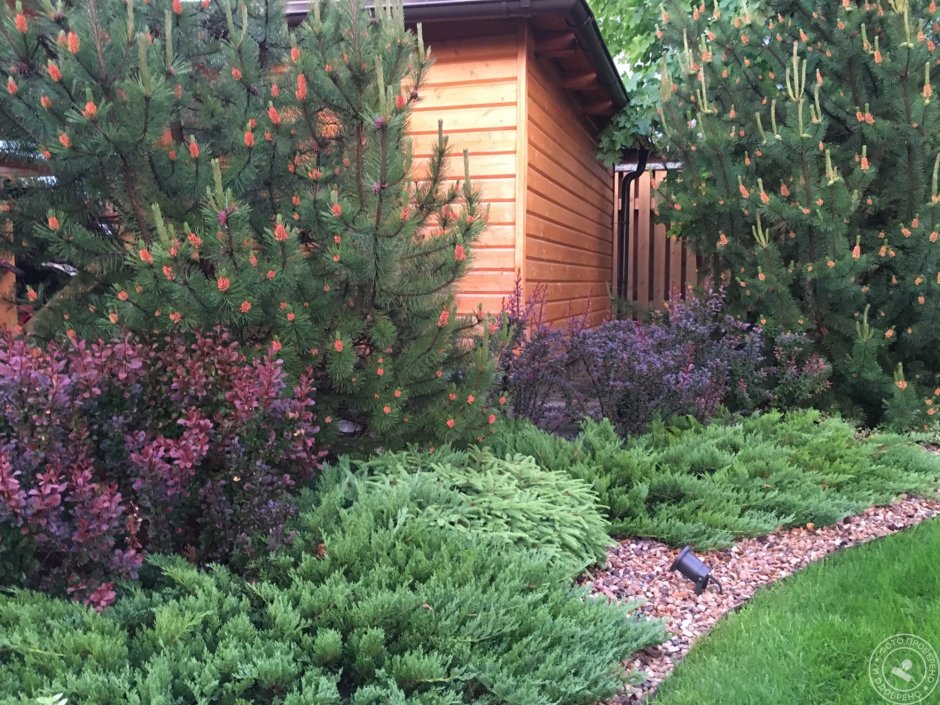 С туей можжевельником и барбарисом