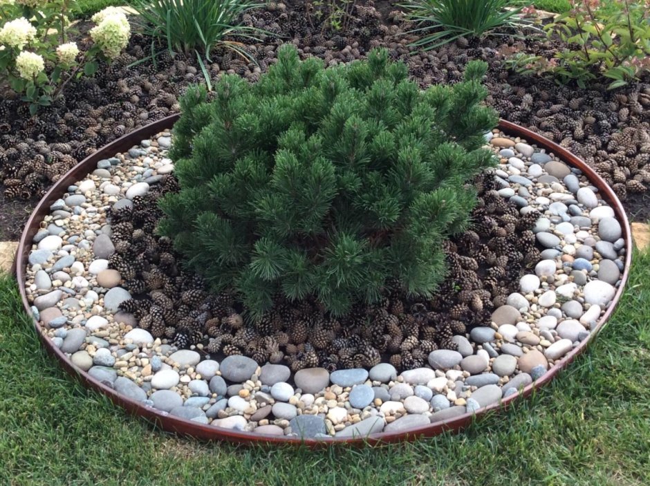 Клумба мульчирование сосновой корой