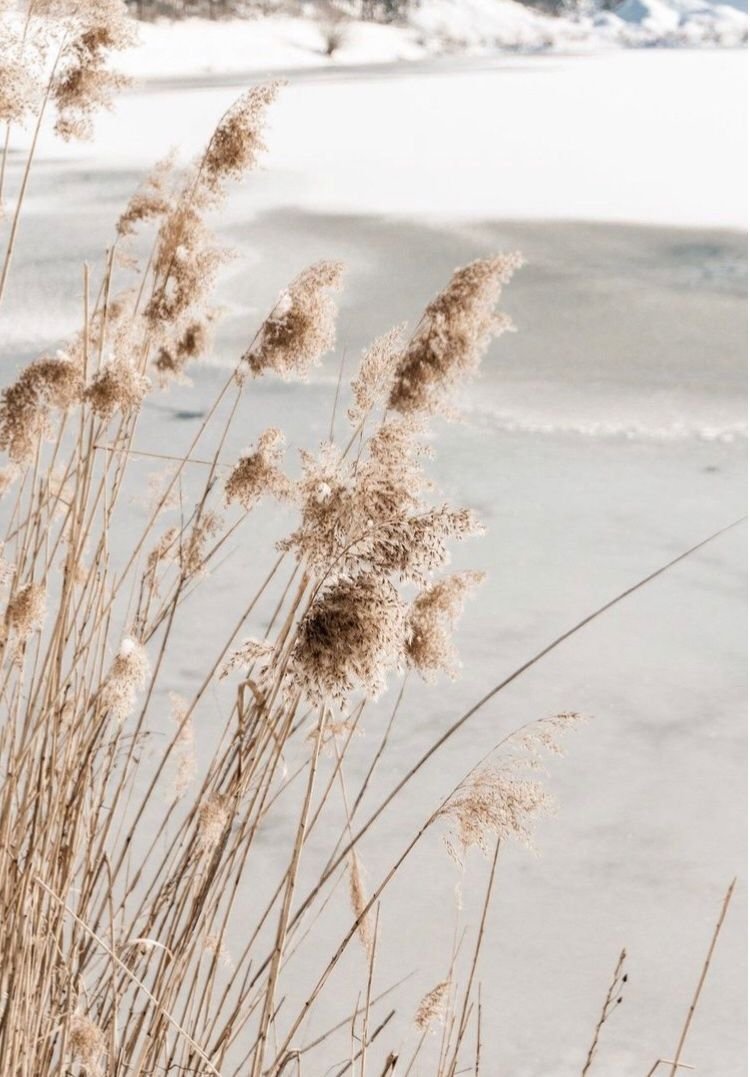 Природа бежевый