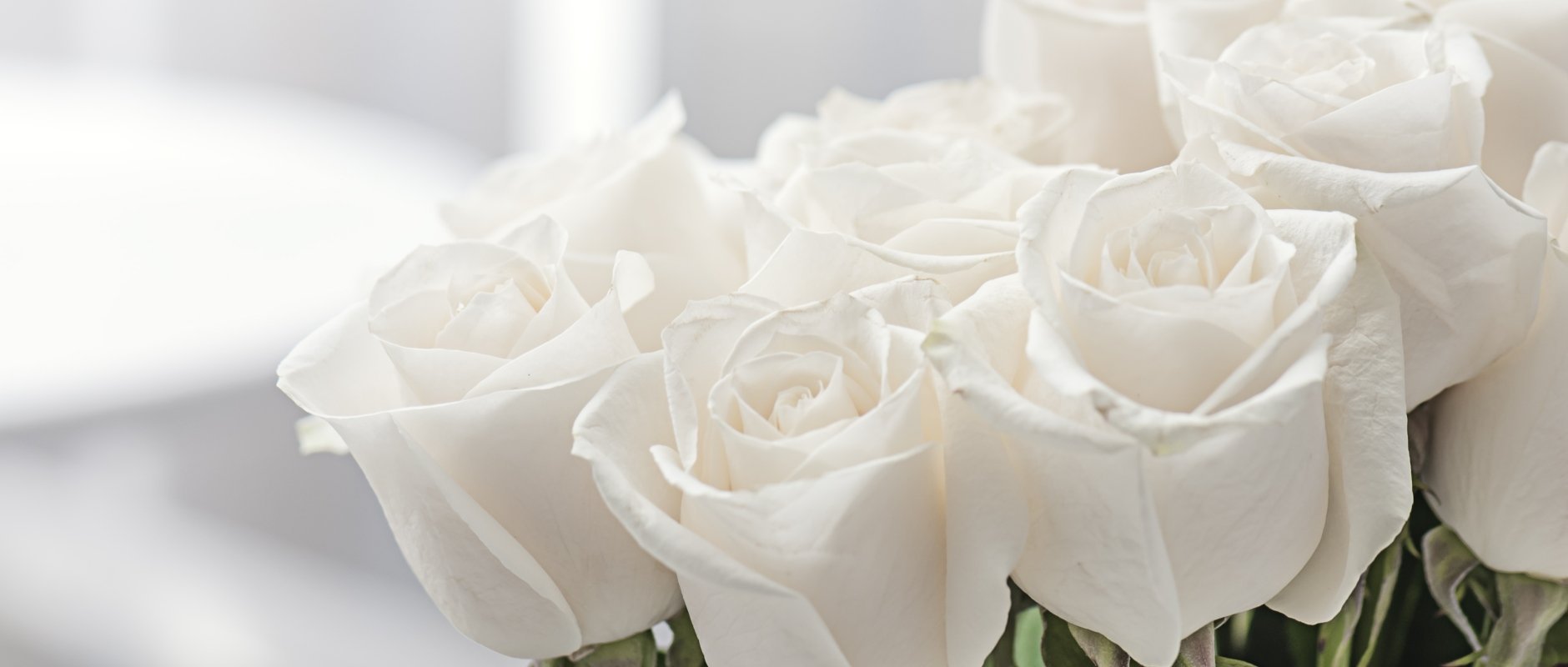 Песня ах белые розы. Белые розы. Шикарные белые розы. Красивые белые цветы. Бело розовые розы.