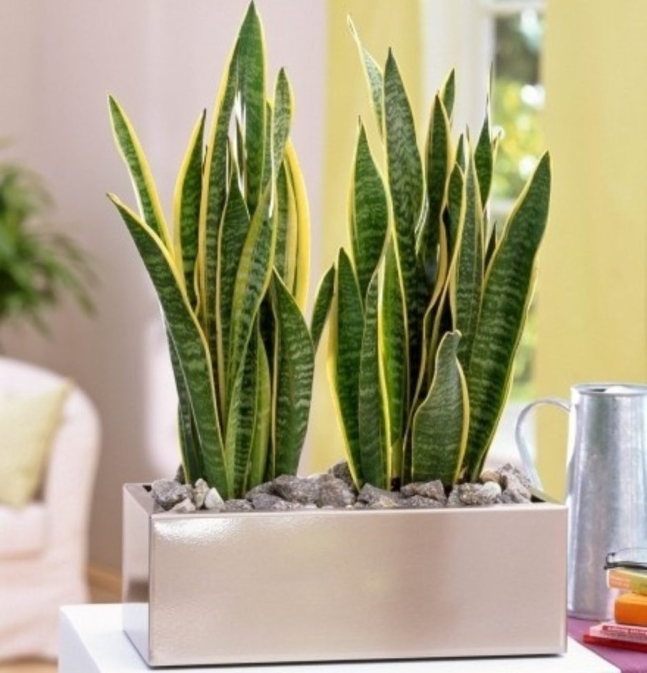 Сансевиерия плантс