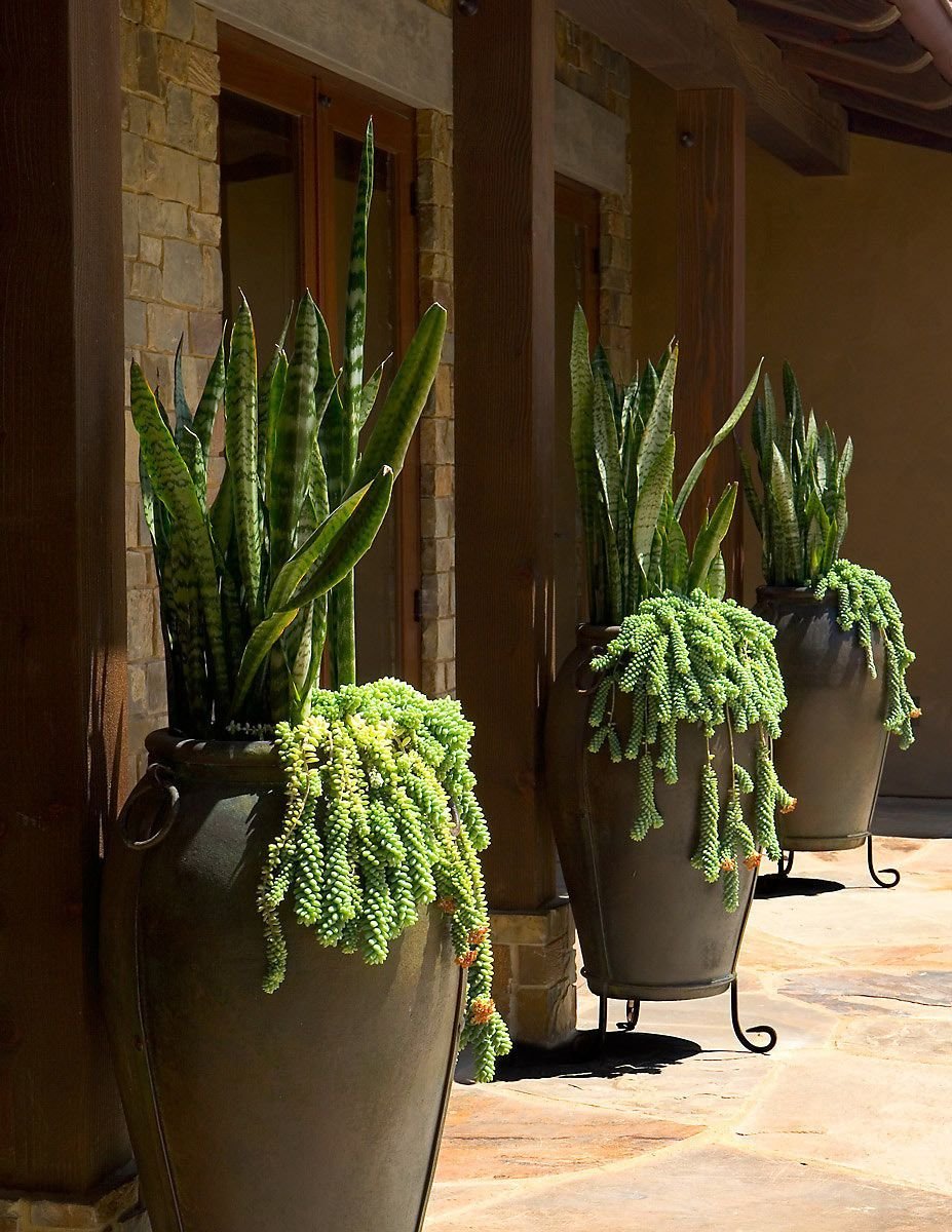 Суккулент Зебра Плант