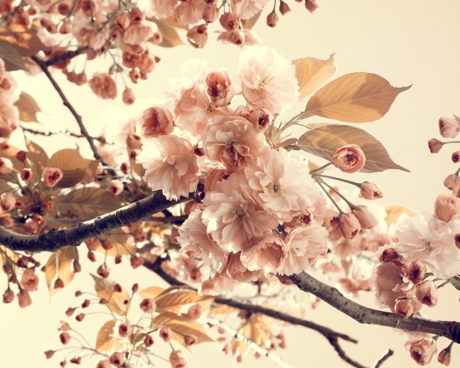 Бежевые цветы