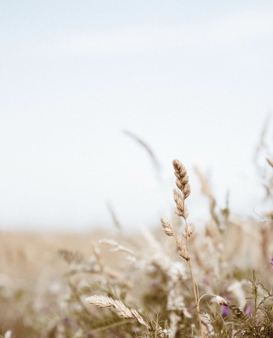 Эстетика природы в бежевых тонах