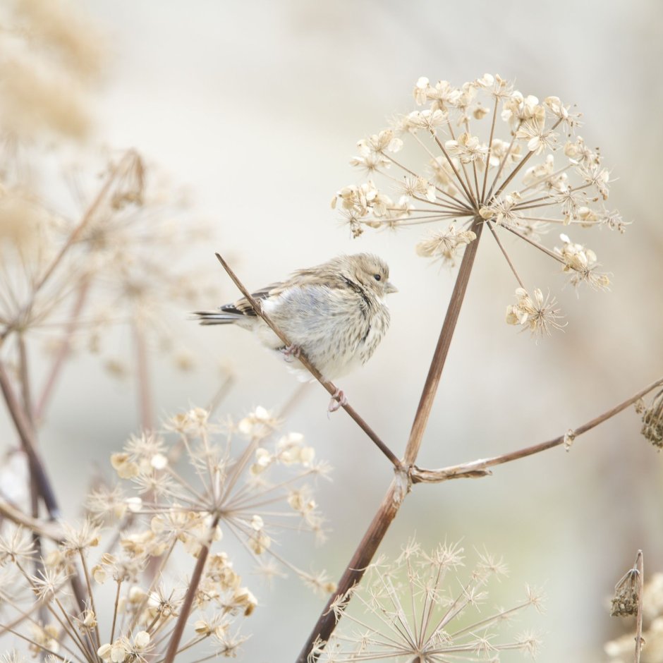 Природа в бежевых тонах