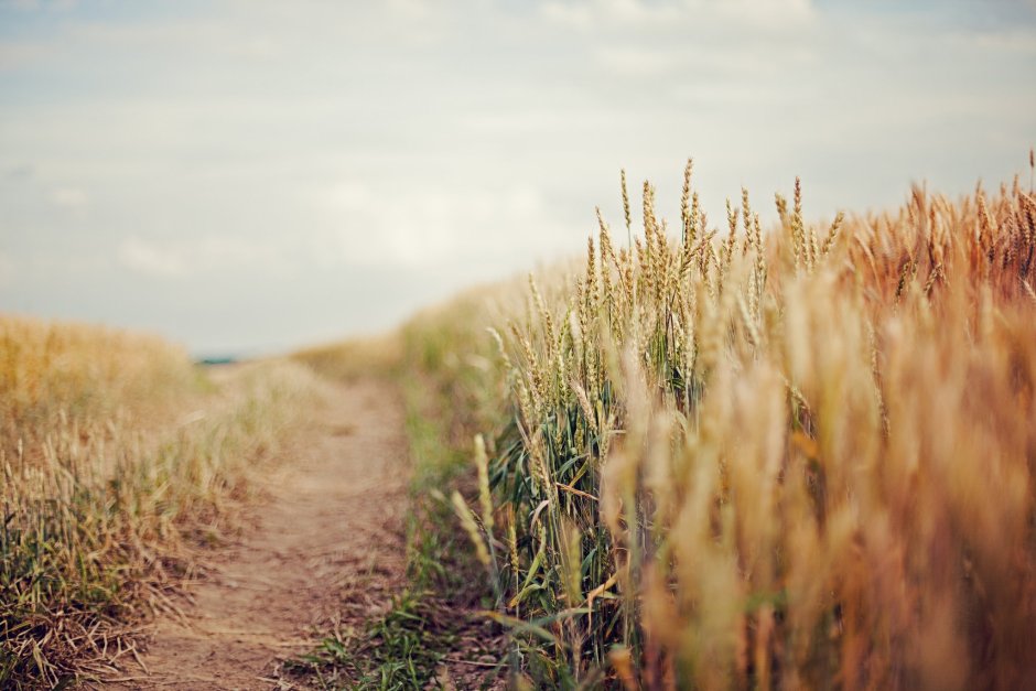 Дорога в пшеничном поле