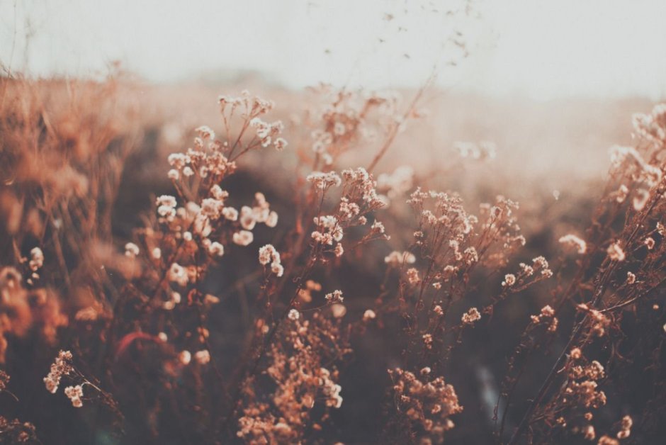 Бежевые цветы Эстетика