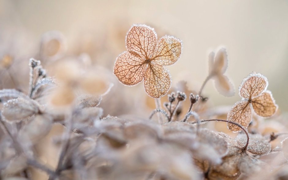 Природа бежевый