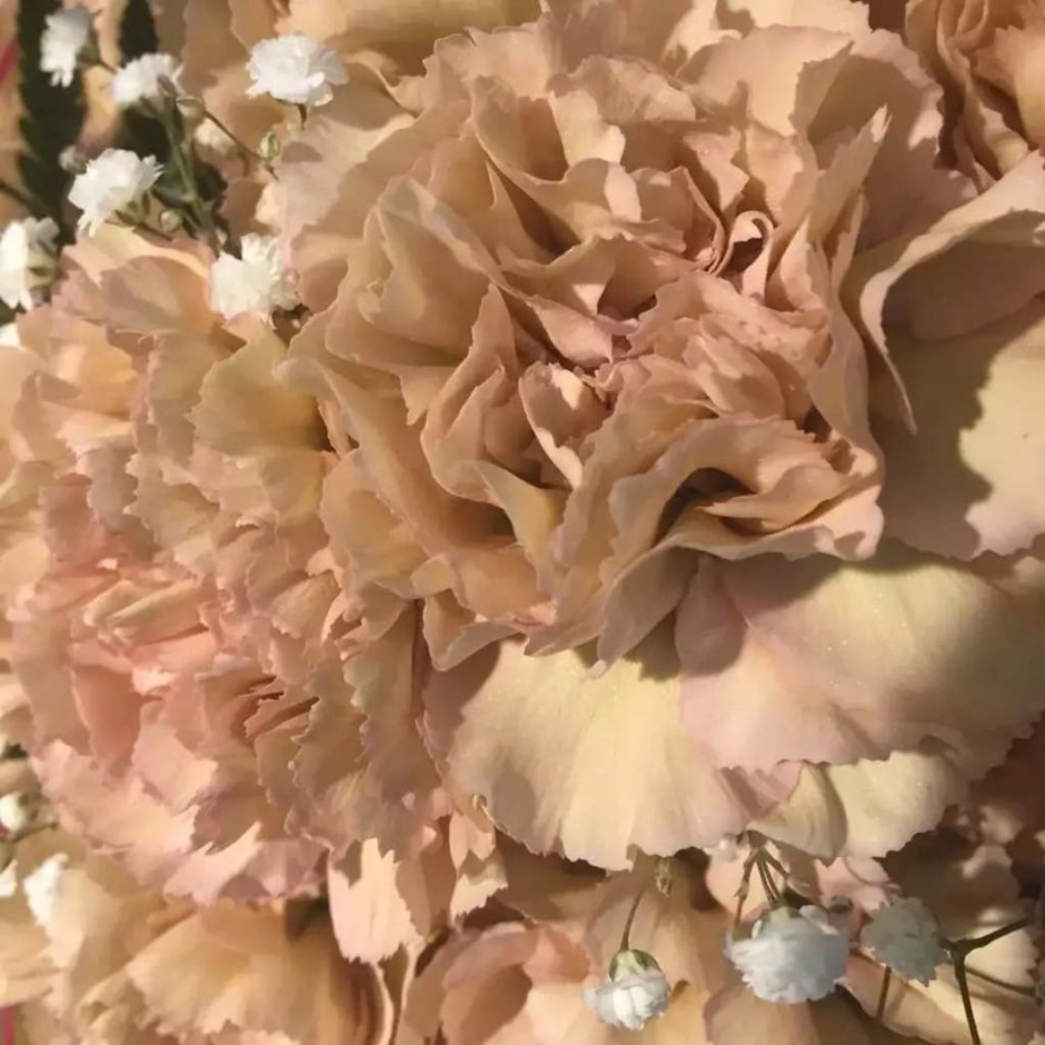 Бежевые цветы Эстетика