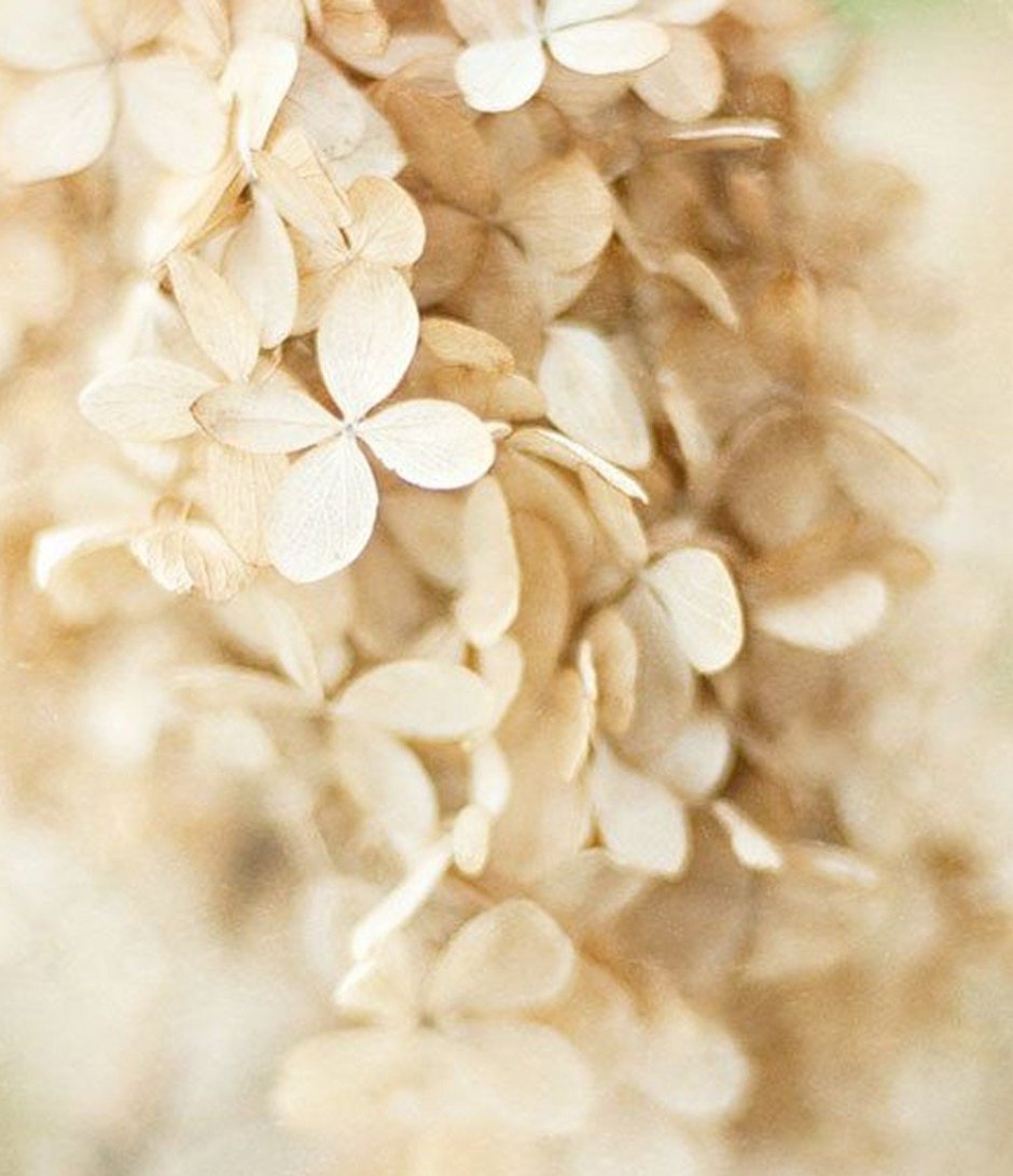 Фон в бежевых тонах