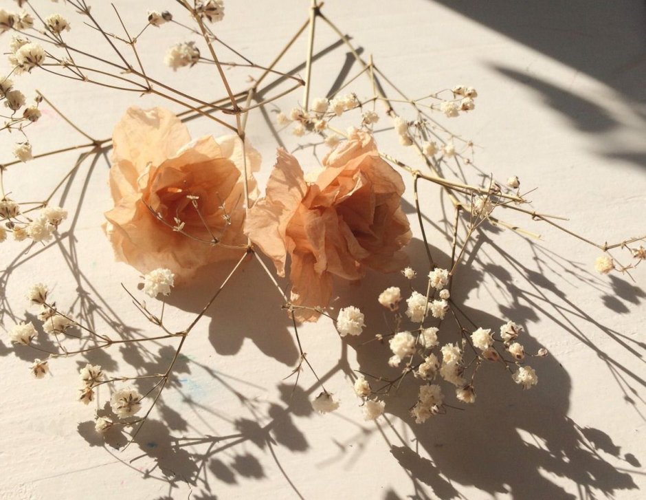 Цветы Эстетика Пинтерест