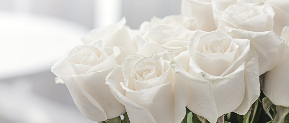 Розы на белом фоне на рабочий стол