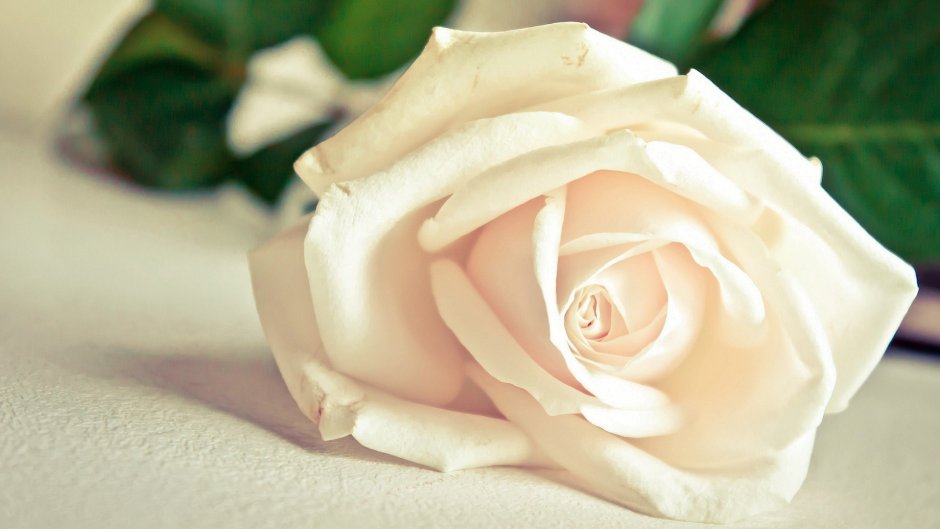 Белые розы на рабочий стол